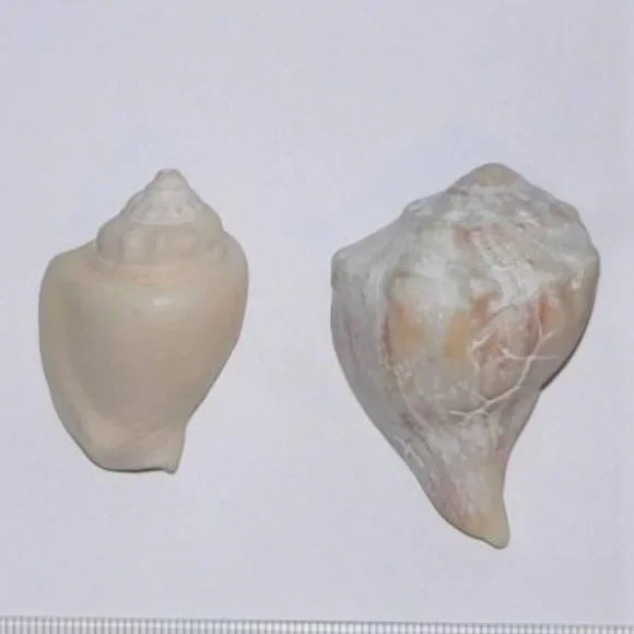 Lot of 14 Medium and Large Sea Shells 2.5" to 4" Cockle, Cowrie, Conch, Snail - Picture 10 of 14